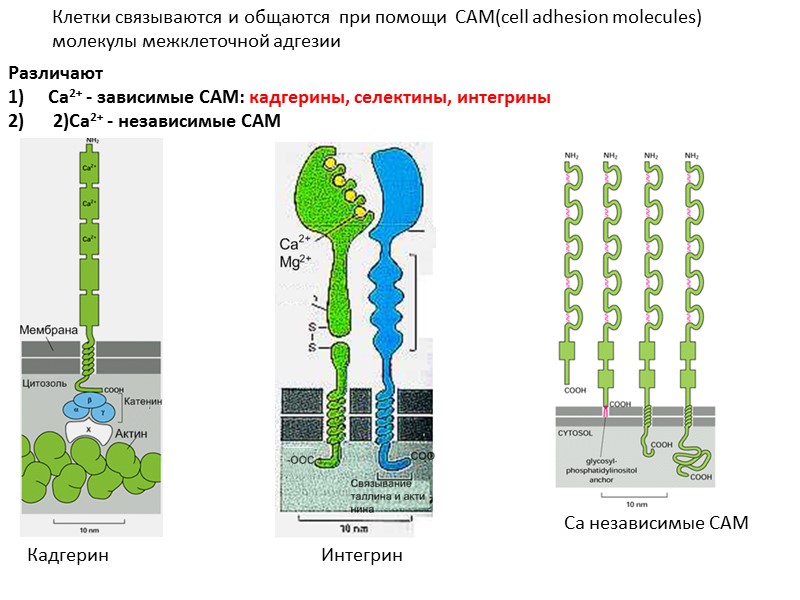 Различают Ca2+ - зависимые CAM: кадгерины, селектины, интегрины  2)Ca2+ - независимые CAM Клетки